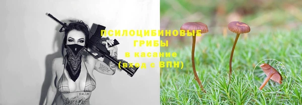 стаф Аркадак